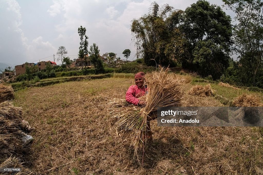 Wheat harvest in Nepal