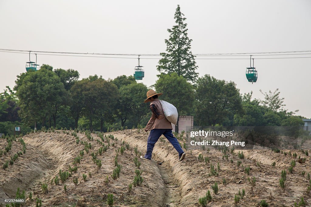 A farmer carries a bag of weeds walking across the lavender...