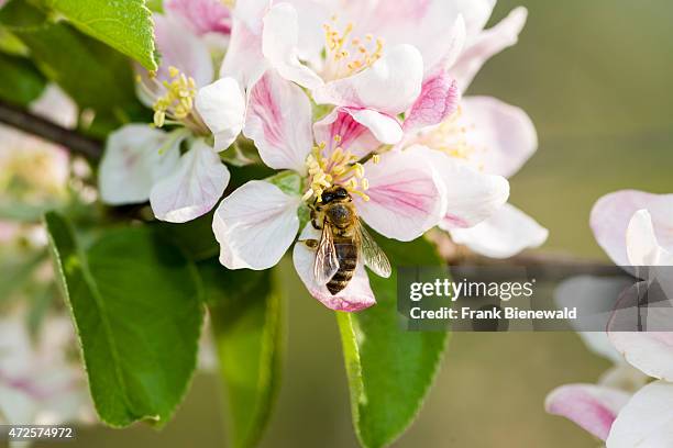 Blossoms of the apple variety "Mody" are blooming, a honey bee is sitting on one of them.