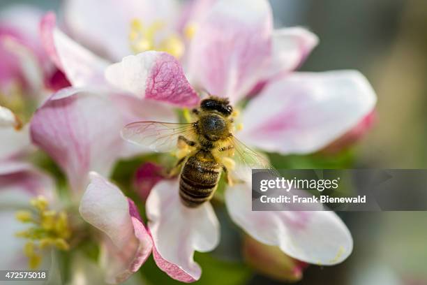 Apple Bee Insect 755 Apple Bee Stock Photos, High-Res Pictures, and Images - Getty Images