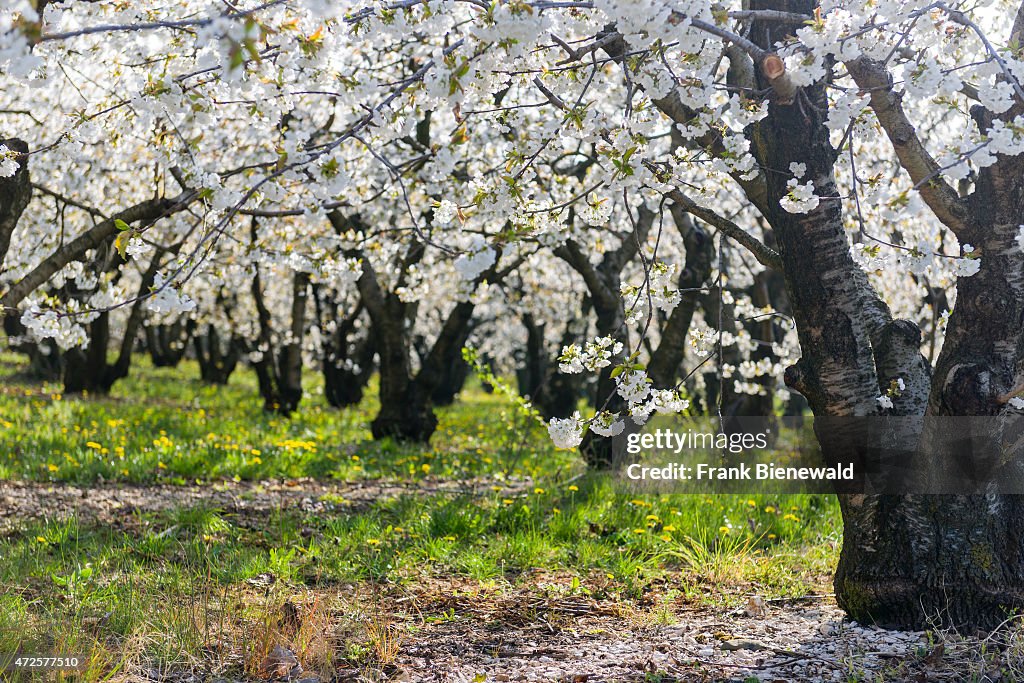 Blooming cherry trees are growing on a green meadow with...