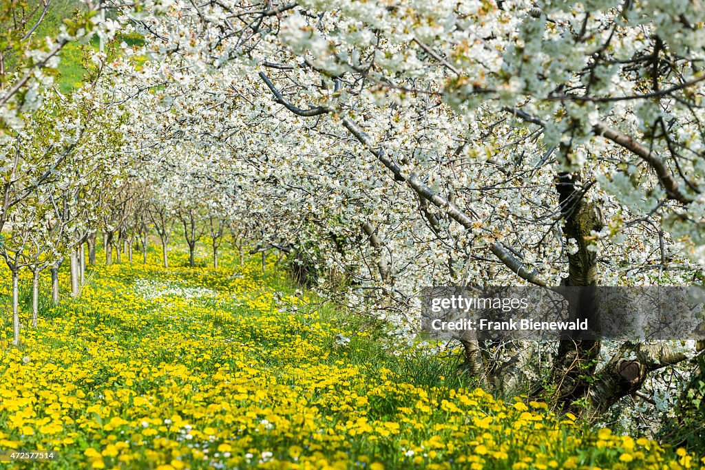 Blooming cherry trees are growing on a green meadow with...