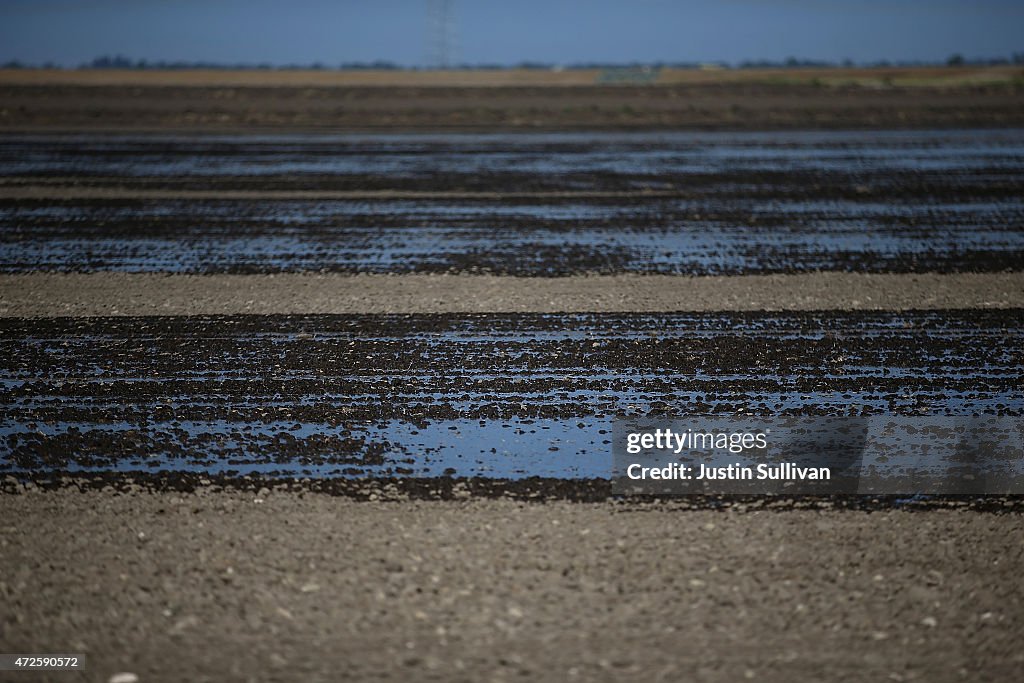 Plantings Of Water-Intensive Rice Crops Dwindle During State's Severe Drought