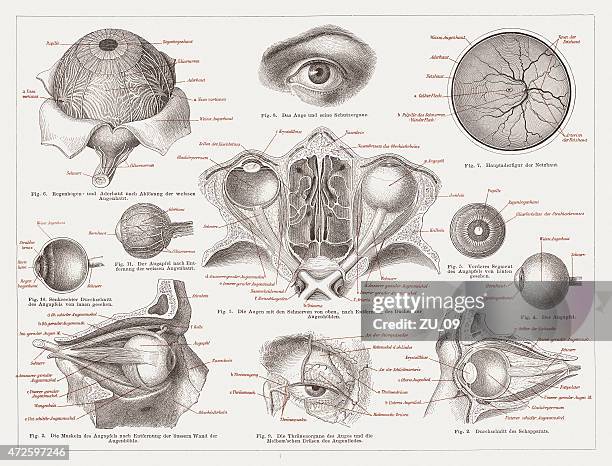 ilustrações de stock, clip art, desenhos animados e ícones de anatomia do olho humano, publ. 1874 - astigmatismo
