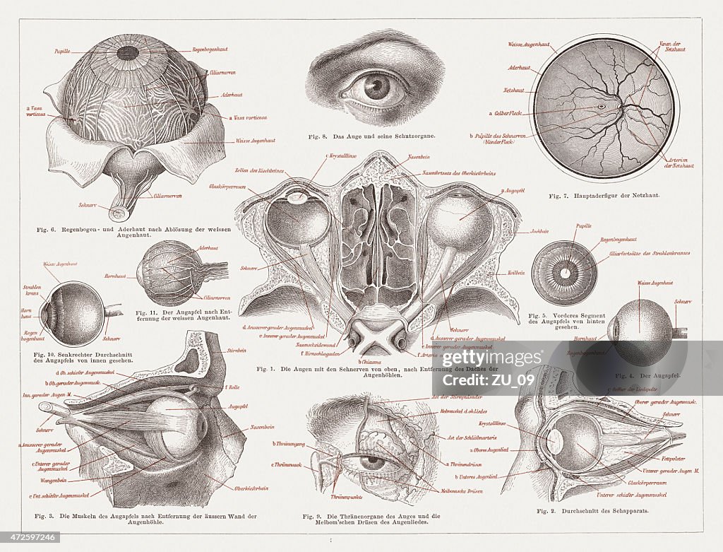 Anatomy of the human eye, lithograph, published in 1874