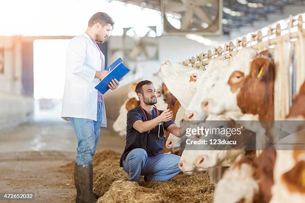 a photograph of a herd of cows being inspected by assessors - livestock stock pictures, royalty-free photos & images