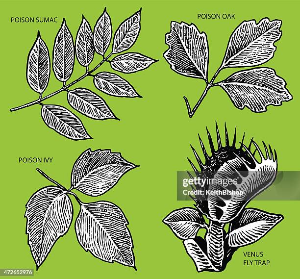 poison ivy, venus fly trap - toxicodendron diversilobum stock illustrations