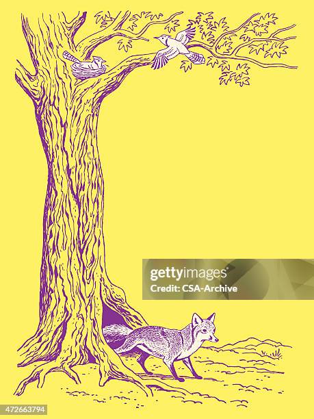 fox and tree - fox nest stock illustrations