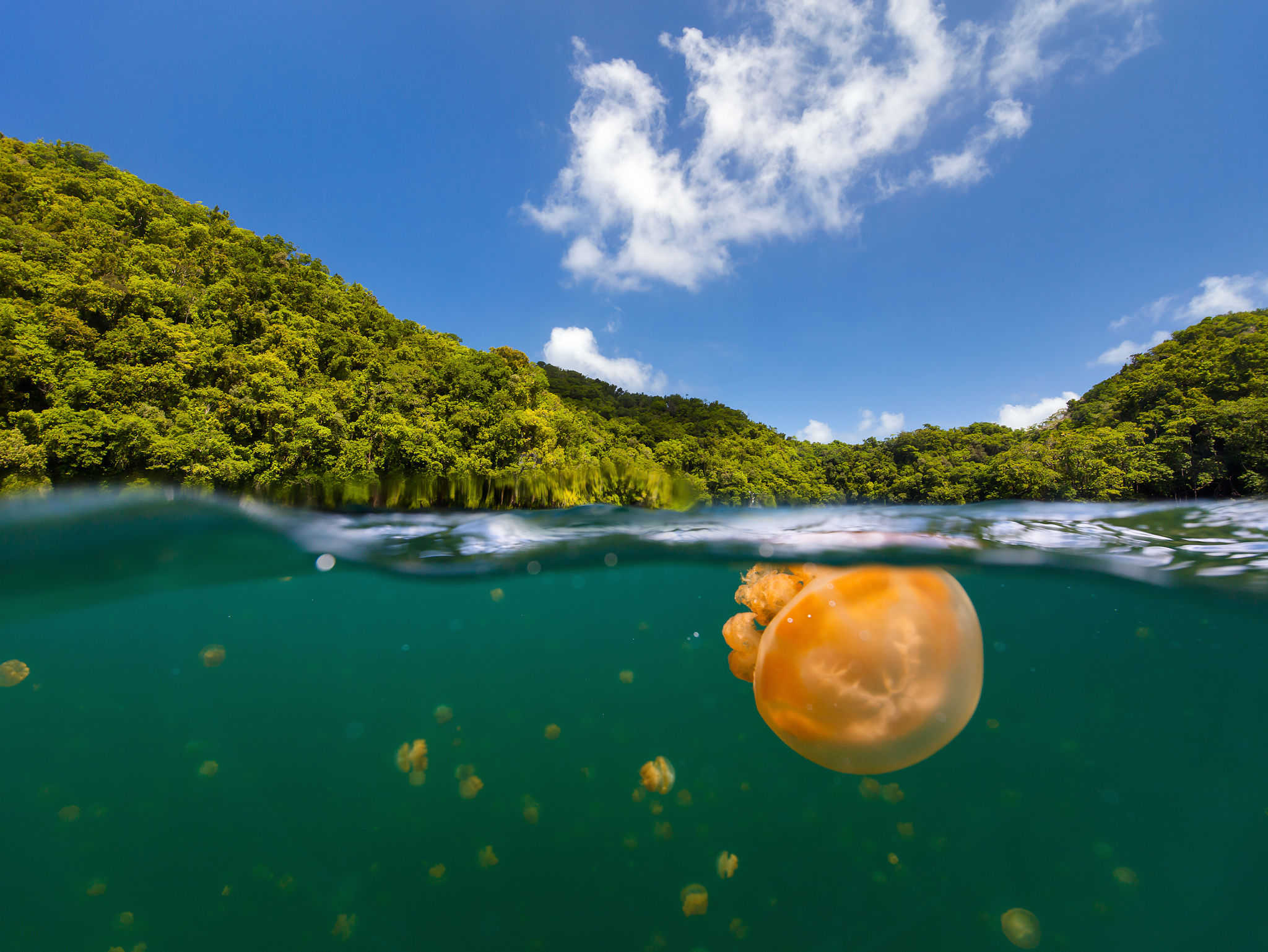 Jellyfish Lake in Palau Jellyfish Lake in Palau