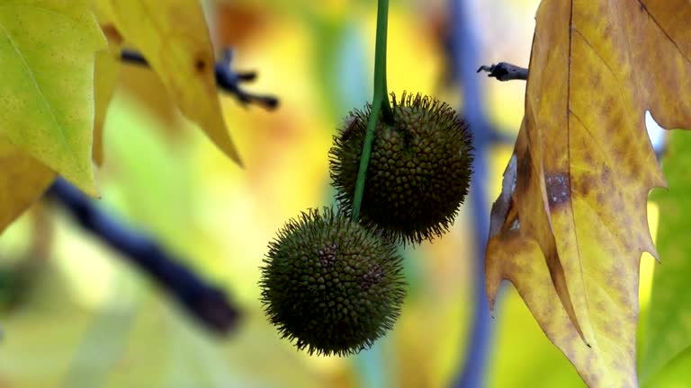 Samara Fruit Videos and HD Footage Getty Images