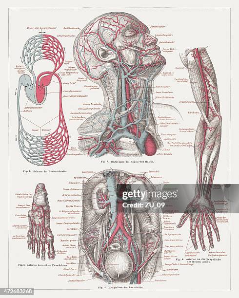 anatomie der menschlichen blutkreislauf, pass für den  1874 - fuß anatomiebegriff stock-grafiken, -clipart, -cartoons und -symbole