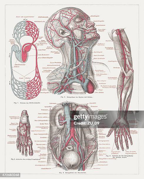 stockillustraties, clipart, cartoons en iconen met anatomy of the human bloodstream, lithograph, published in 1874 - dorsalis pedis artery