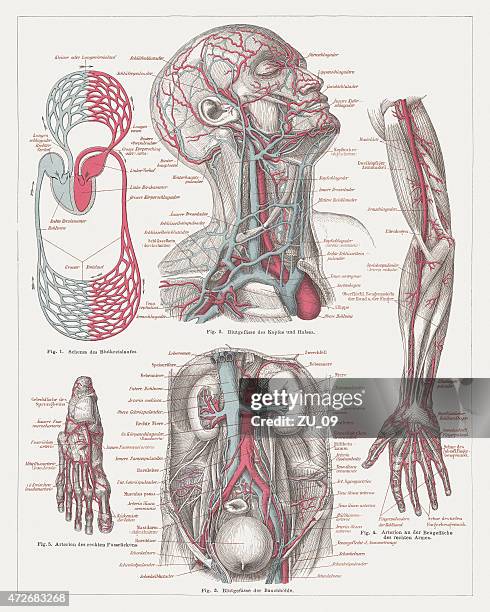 stockillustraties, clipart, cartoons en iconen met anatomy of the human bloodstream, lithograph, published in 1874 - arm lichaamsdeel