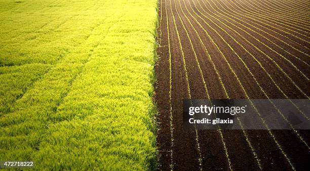 los campos de trigo y el maíz. - sembrar fotografías e imágenes de stock