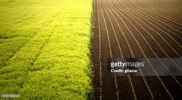 corn and wheat fields. - sow stock pictures, royalty-free photos & images