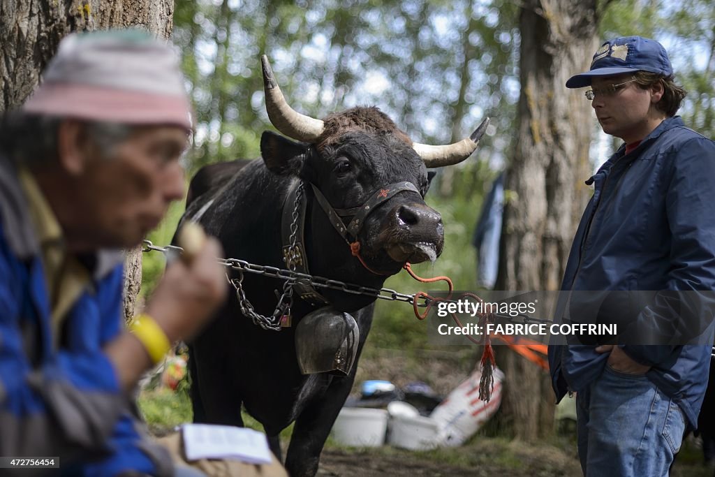 SWITZERLAND-ANIMAL-COW-FIGHTING