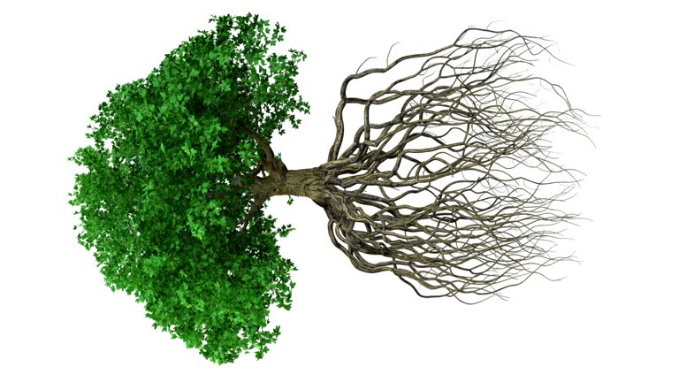 1,604 Tree Growing Animation Stock Videos, Footage, & 4K Video Clips ...