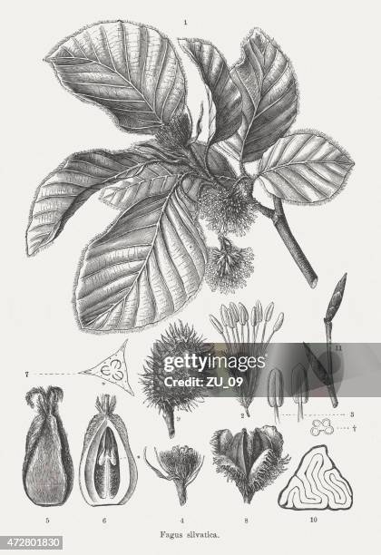 beech (fagus), wood engraving, published in 1874 - beechnut stock illustrations