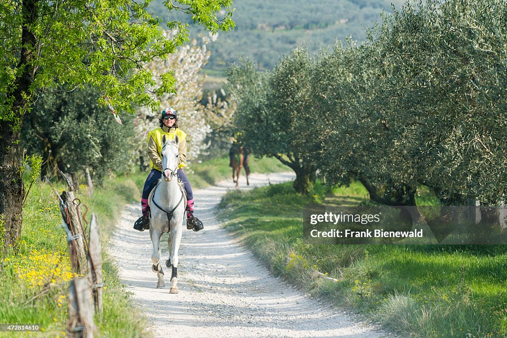 A women is riding a white horse through olive plantations...