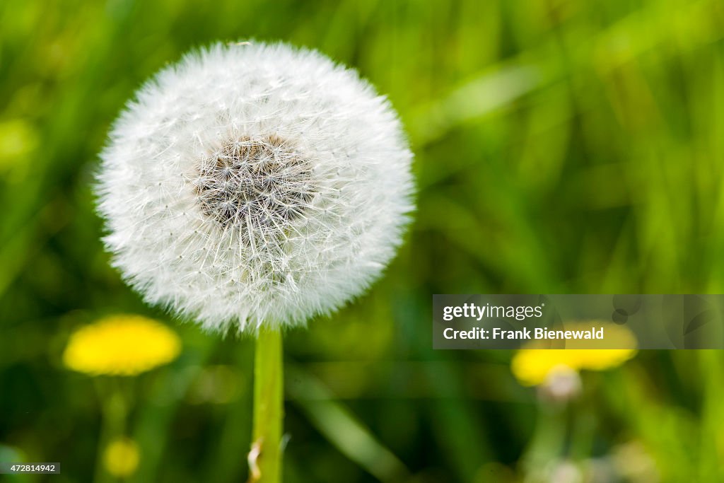 The seeds of Dandelion (Taraxacum officinale) look like a...