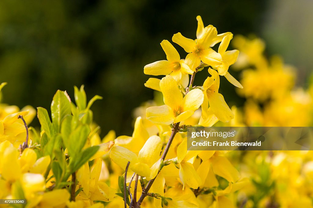 The yellow blossoms of Forsythia (Forsythia suspensa...