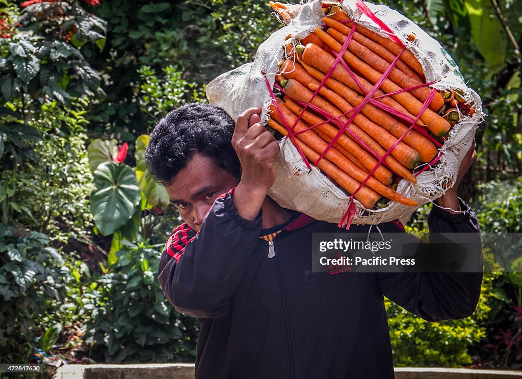 Farmer lifted the sack of carrots to the truck in Sukahurip...