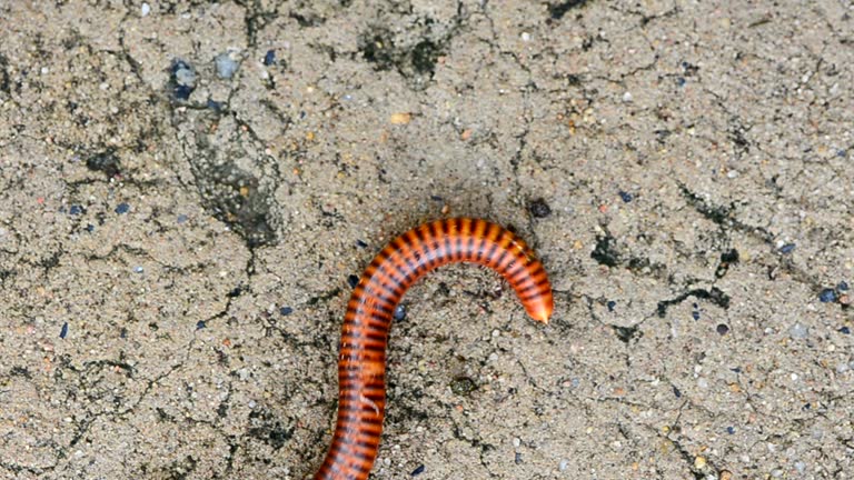 Python Millpede 959 Millipede Stock Videos, Footage, & 4K Video Clips - Getty Images