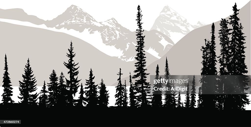 Rocky Mountain Trees