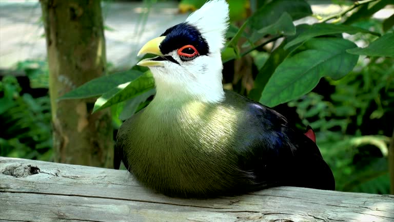 Turaco Costa Rica 12 Costa Rica Stock Videos, Footage, & 4K Video Clips - Getty Images