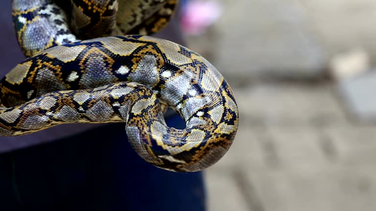 85 Reticulated Python Stock Videos, Footage, & 4K Video Clips - Getty ...