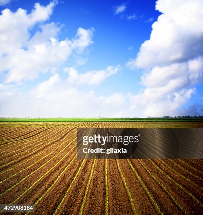 Corn field and blue sky over horizon.