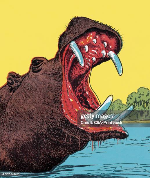 hippopotamus - hippopotamus stock illustrations