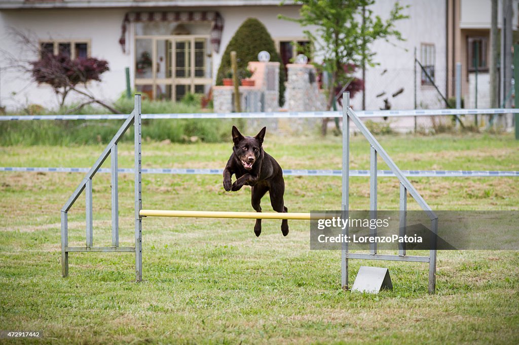 Cute dog jumps during an agility dog competition