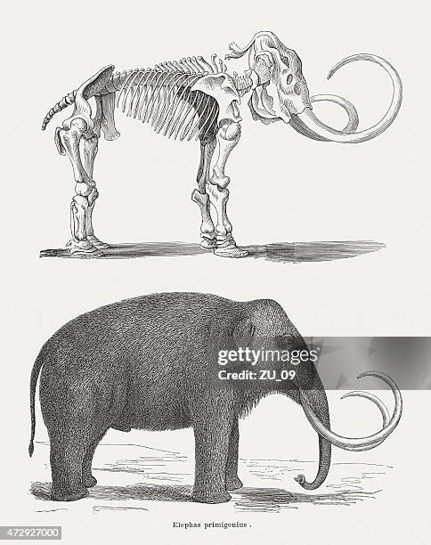 ilustraciones, imágenes clip art, dibujos animados e iconos de stock de mamut lanudo, esqueleto y el cuerpo, publ.   1875 - esqueleto de animal