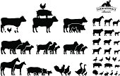 Vector Farm Animals Collection Isolated on White