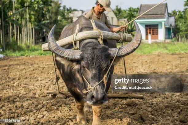 ploughing a field with a buffalo - vild boskap bildbanksfoton och bilder