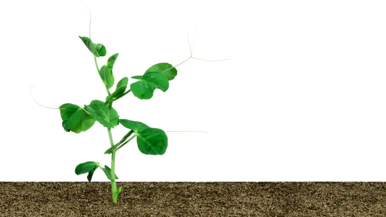 Sprouting Video Pea Plant Macro Videos and HD Footage - Getty Images