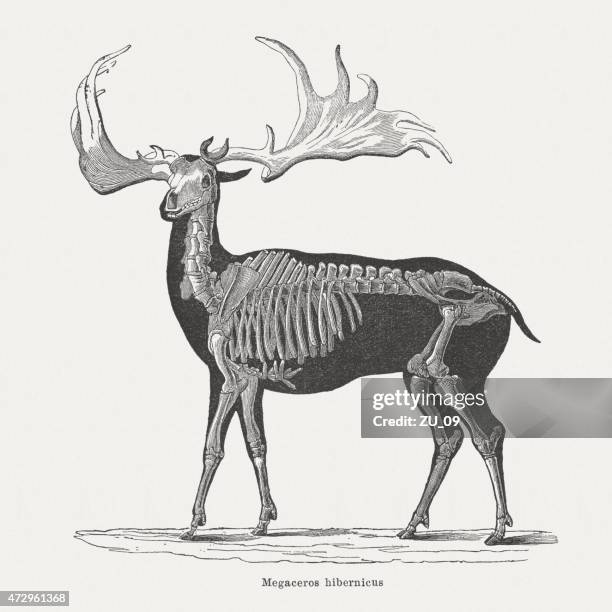 irish elk (megaloceros giganteus), wood engraving, published in 1875 - elkhart stock illustrations