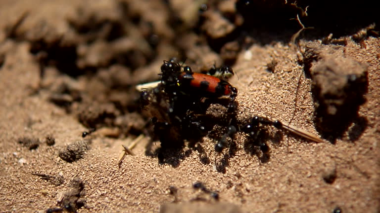 Insect Attacking 272 Ants Attack Stock Videos, Footage, & 4K Video Clips - Getty Images