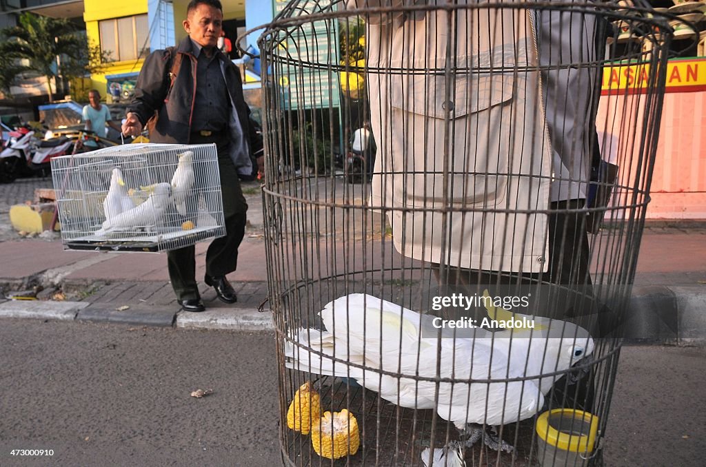 Indonesian citizens voluntarily release the yellow-crested cockatoos