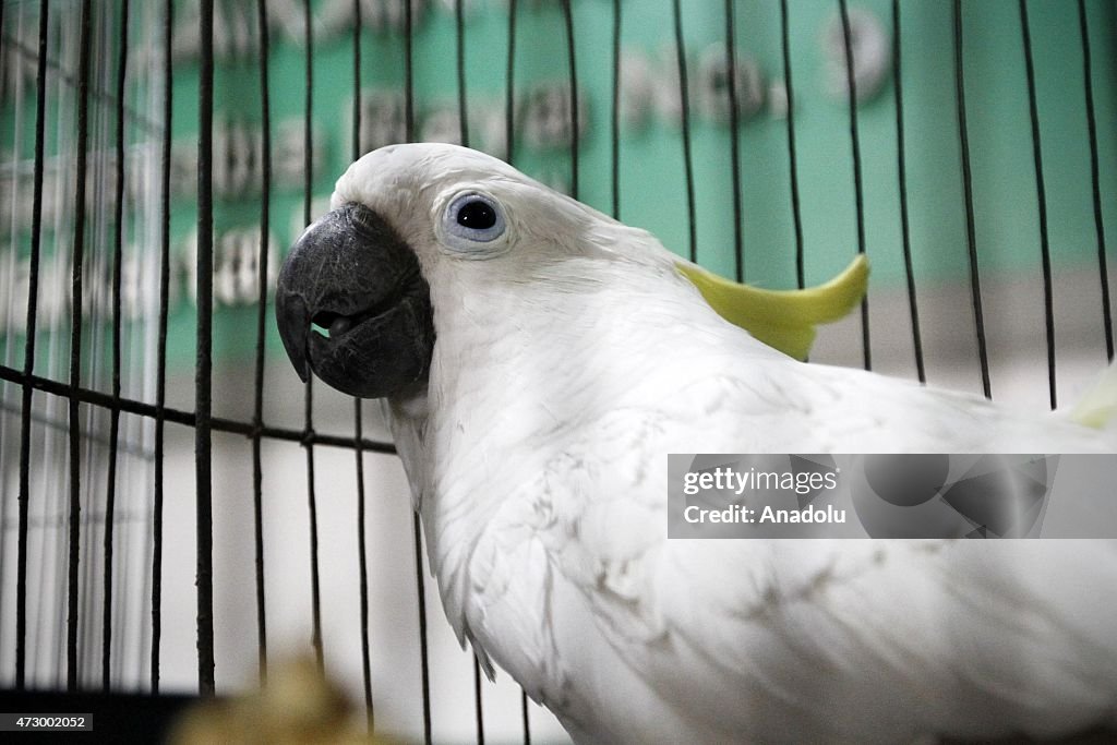 Indonesian citizens voluntarily release the yellow-crested cockatoos