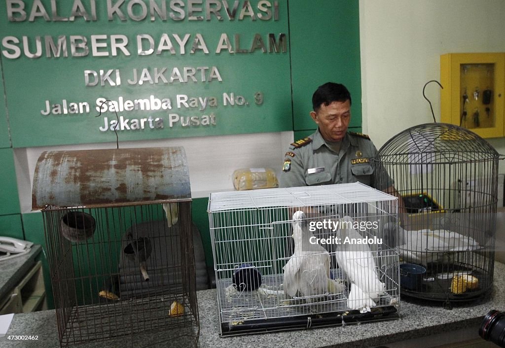 Indonesian citizens voluntarily release the yellow-crested cockatoos