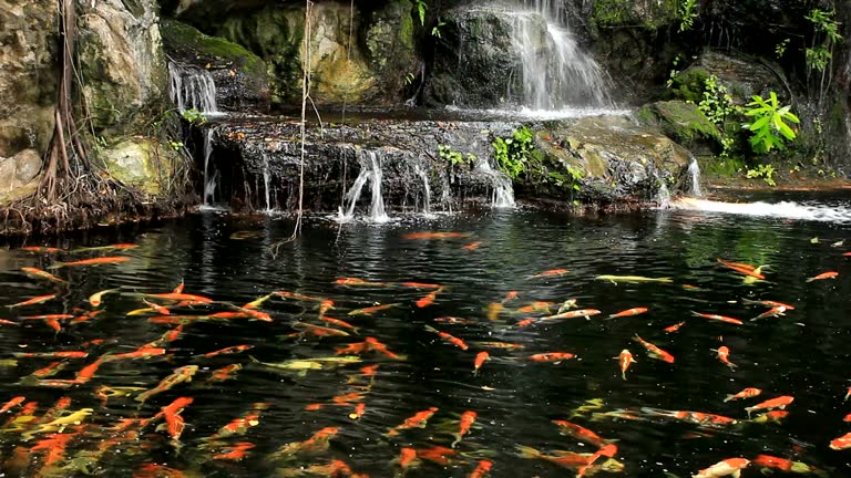 Fish Water Fall 229 Koi Pond Waterfall Stock Videos, Footage, & 4K Video Clips - Getty ...
