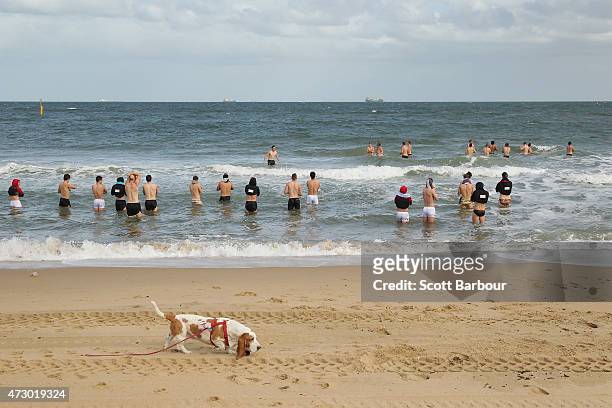 The Bombers wade in the water as a dog runs along the beach during an Essendon Bombers AFL recovery session at St Kilda Sea Baths on May 12, 2015 in...