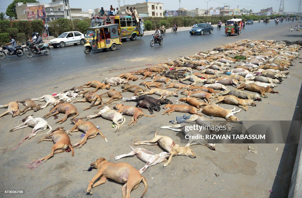 PAKISTAN-HEALTH-ANIMAL