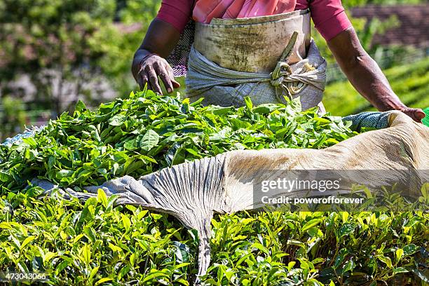 cueillir de plantation de thé de munnar, inde - munnar photos et images de collection