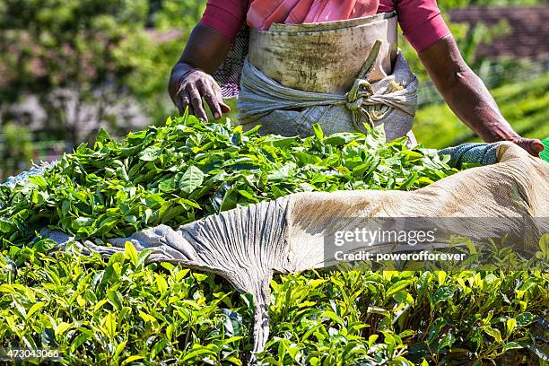 picking tea at plantation in munnar, india - munnar stockfoto's en -beelden