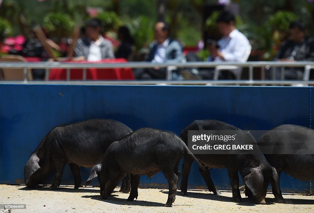 CHINA-TOURISM-PIGS