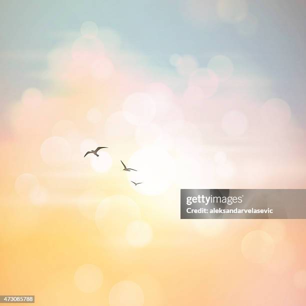 sommer himmel hintergrund unscharf gestellt - vogel stock-grafiken, -clipart, -cartoons und -symbole