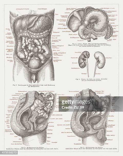 inneren organe eines menschen, lithographie, pass für den  1875 - fortpflanzungsorgan stock-grafiken, -clipart, -cartoons und -symbole